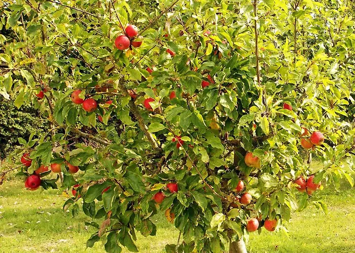 Orchard Grove R21rc58 4* Bagenalstown