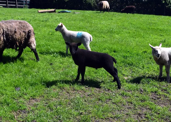 Orchard Grove R21rc58 Отель типа 